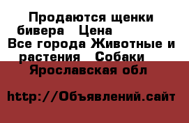 Продаются щенки бивера › Цена ­ 25 000 - Все города Животные и растения » Собаки   . Ярославская обл.
